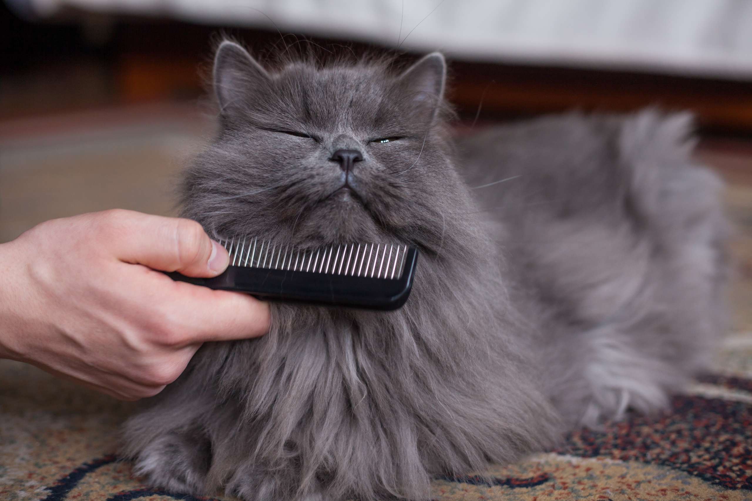 cat been brushed